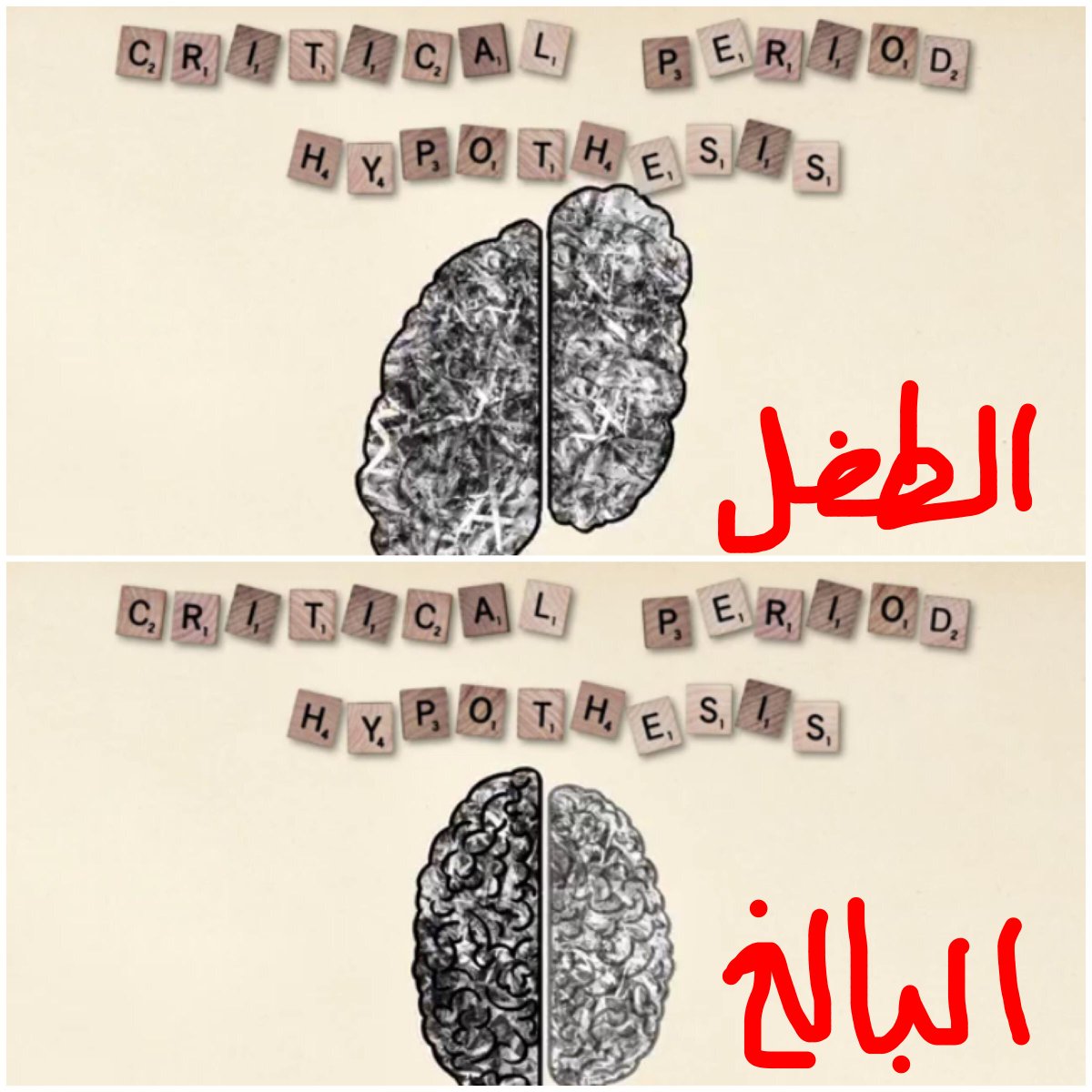 ليش الطفل يتعلم لغات أسرع؟
دماغه مَرن، فاللغة تتوزّع في كامل الدماغ. أما البالغ فتخصّص دماغه وأصبحت اللغة باليسار فقط