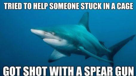 The struggle of being a shark. -:()