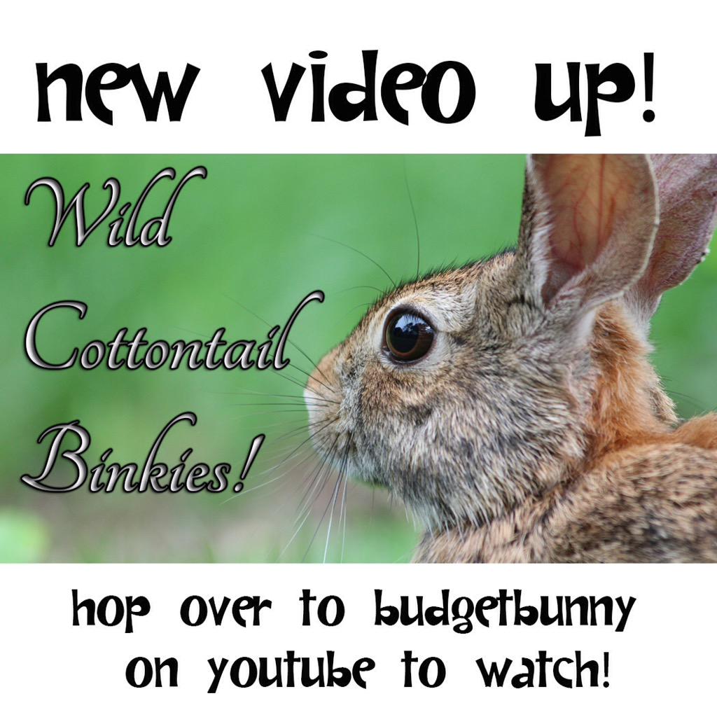 BudgetBunny's tweet photo. Wild #rabbits love to play too! http://t.co/EvwRIphbuv #youtube #rabbitplay #bunnylove http://t.co/WUabiqOZW0