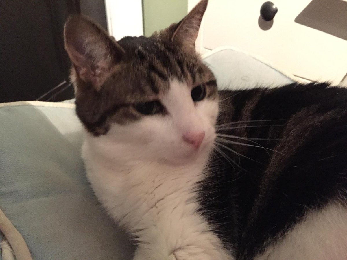 MySlowMoCat's tweet photo. Emily says, "hello world!" #cats #catsoftwitter #whiskerswednesday #morning #wakeupcat #cute http://t.co/5XHjmTCPE5
