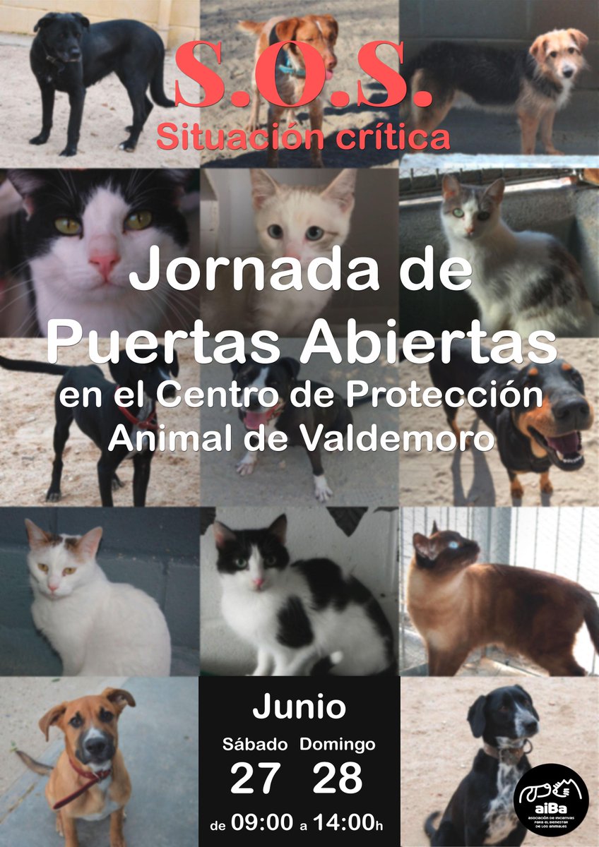 melisatuya's tweet photo. .@aiBa14 organiza este fin de semana en #Valdemoro una jornada de puertas abiertas buscando adopciones y acogidas. http://t.co/VVhmm4UfW9