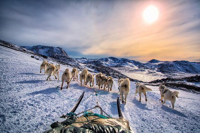 Flickr's tweet photo. Dog Sledding Into Ilulissat (Photo by Baron Reznik, on Flickr) - http://t.co/wGNgAM6YaY http://t.co/KZT7THMiIQ