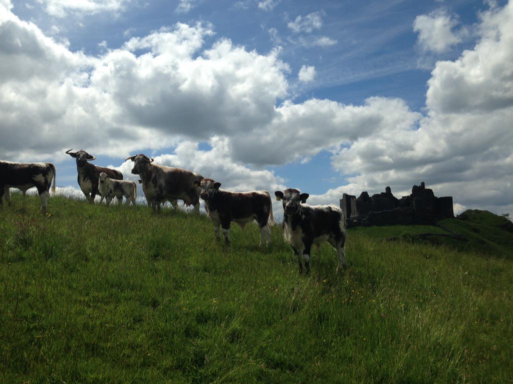 #carregcennencastle #longhorns #calves