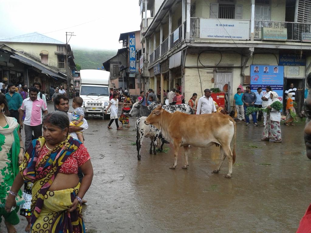 InfoAgostini's tweet photo. Cuidas de Nashik. India. Vacas sagradas! ! http://t.co/5pNMHJMSFr