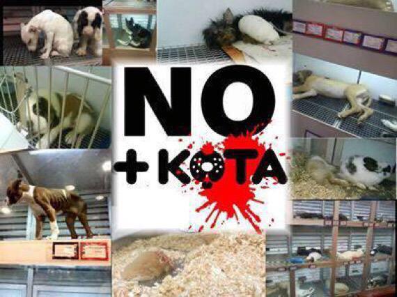 Esto no puede seguir así Solicitamos a las autoridades intervención inmediata <a href="/MaskotaMexico/">Maskota</a> deje de vender animales