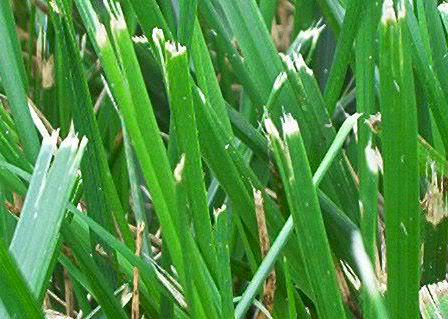 groundskeeperlandscapegroup.com/Blog/post/the-…