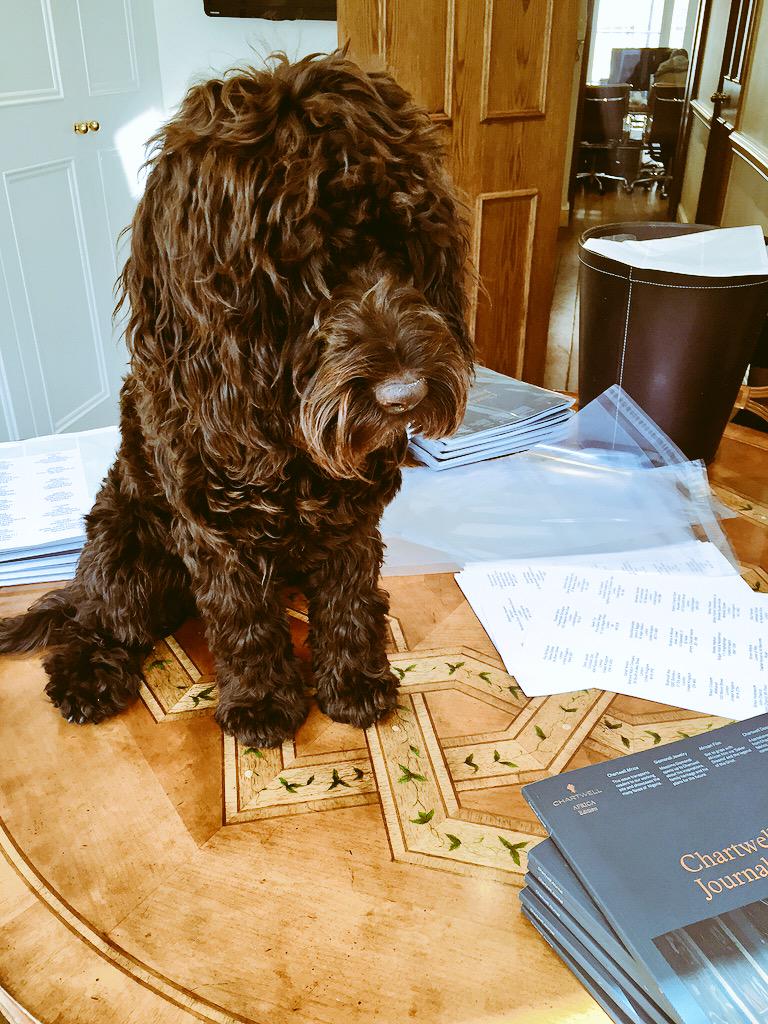 SirStanley14's tweet photo. @Chartwellmag best employe!πΆπ»πΎ #officedog #SirStanleyOfMayfair #SirStanley #ChartwellMedia #ChartwellJournal #Mayfair http://t.co/0BT7LkKzqW
