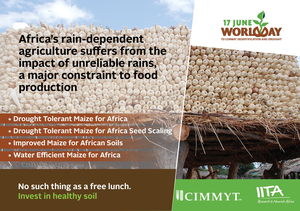 CIMMYT's tweet photo. #DTMaize w @IITA_CGIAR buffers Africa’s rainfed farms from #ClimateChange http://t.co/mdKafaUZqB #WDCD2015 http://t.co/KQlMCCnzQy