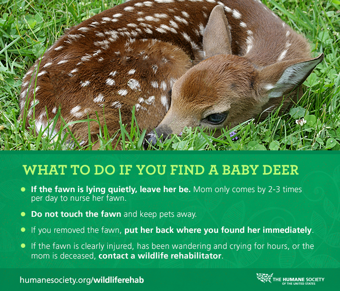 humaneworldorg tweet picture