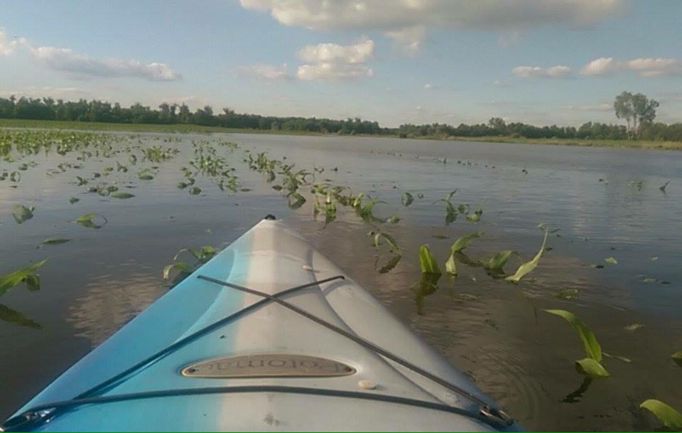 RyanNail54's tweet image. Nothing like kayaking through our corn fields 😅