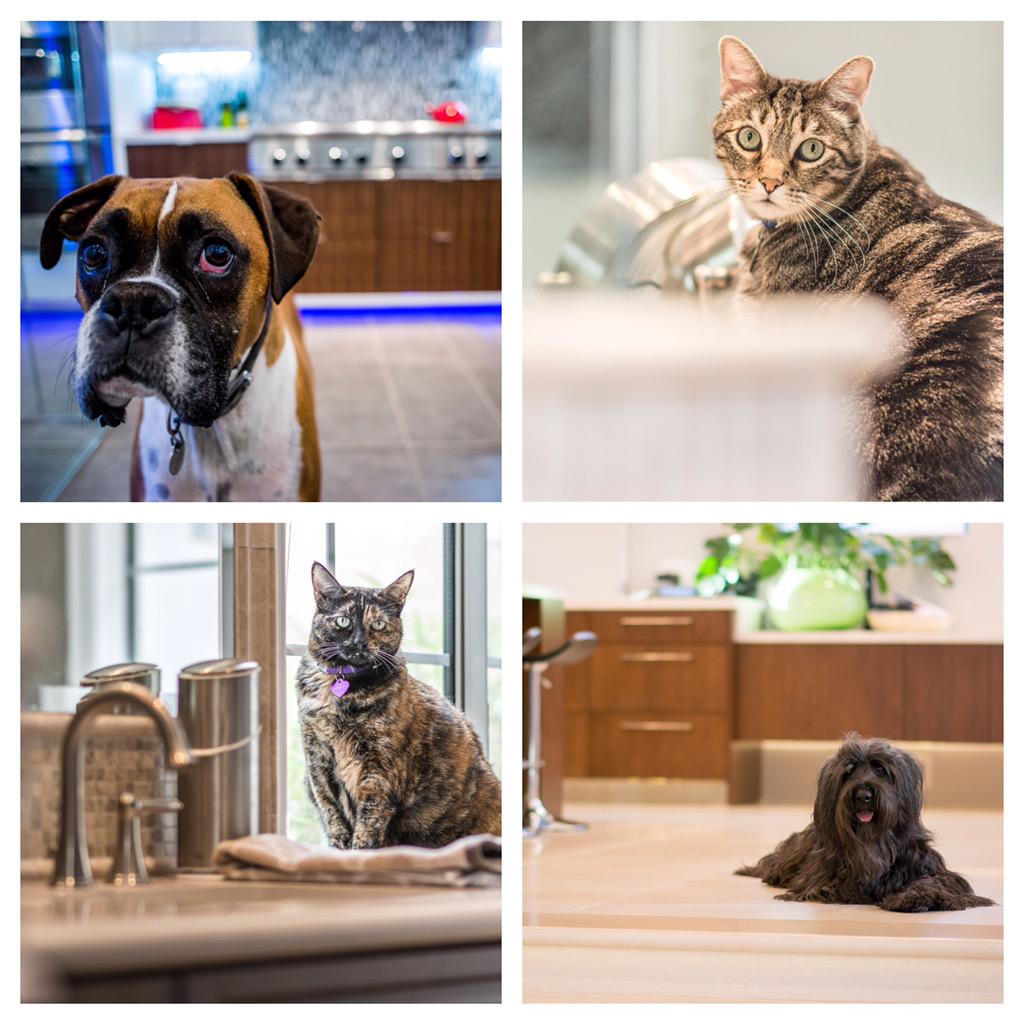 jamckd's tweet photo. Reason #5 for using #Caesarstone:
#Pets, because they also live at home! @CaesarstoneCA @PetSmart #petportraits http://t.co/WiHOnat3F4