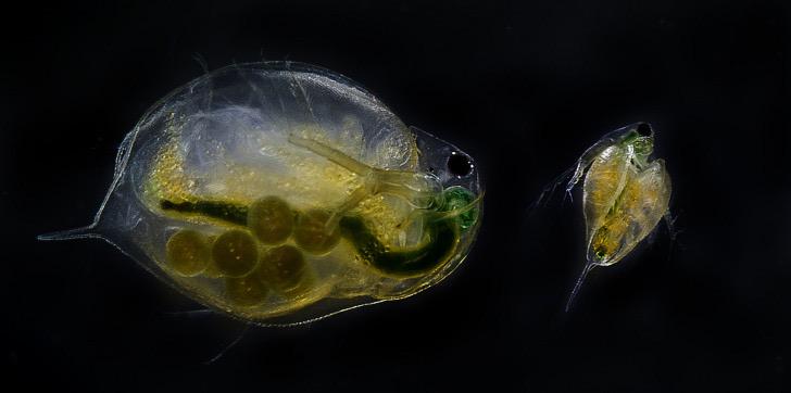 freshwaterblog's tweet photo. Microplastic pollution in freshwater ecosystems: an emerging and under-researched problem.

http://t.co/uO6izjDa8R http://t.co/4YWMKEIJCL