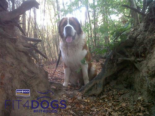 Fish4Dogs's tweet photo. Fish4Dogs fan Ned-bear loves his Salmon Working Dog Food because it smells &amp; taste great! #Fit4Dogs http://t.co/z44mYwlEQG