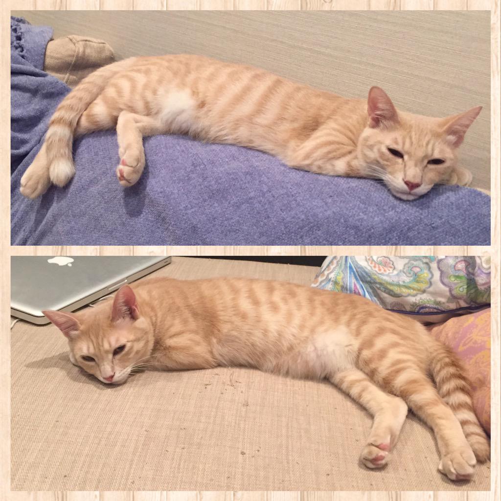 colin2000x's tweet photo. ちゃんマミのキャッツに会いに行った！上がティガー君、下がファービー君。見分けつかねー！笑
激ウマ手作りラザニアをご馳走になった上、結局かなり遅くまで話し込んじゃった！
@Bilingual_News ありがとう！
ちゃんクマ。。涙 http://t.co/49pDSU73La