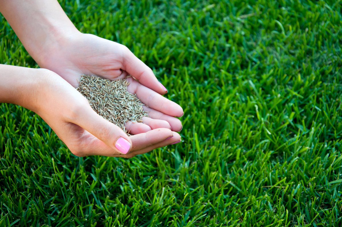 - Setva trave -
#gardening