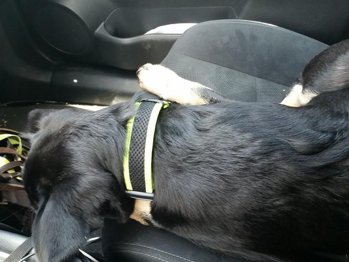 I think the puppy knows mom and Dad are going away for a little while. Hes a bit pouty, but he's going<a href="/tag/lazyday"class="tags"><span>#lazyday</span></a>