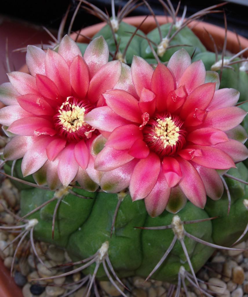 twinklespinalot's tweet image. Oooh more cacti have opened today :)