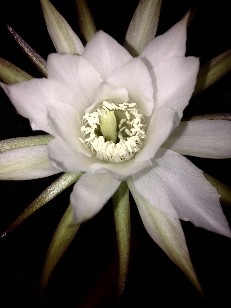 twinklespinalot's tweet image. Oooh more cacti have opened today :)