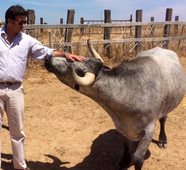 RPeralta_'s tweet photo. No he visto a ningún Antitaurino curar o cuidar a un toro bravo.

Máxima admiración a quienes lo cuidan y preservan! http://t.co/ow2ZLWCFtr