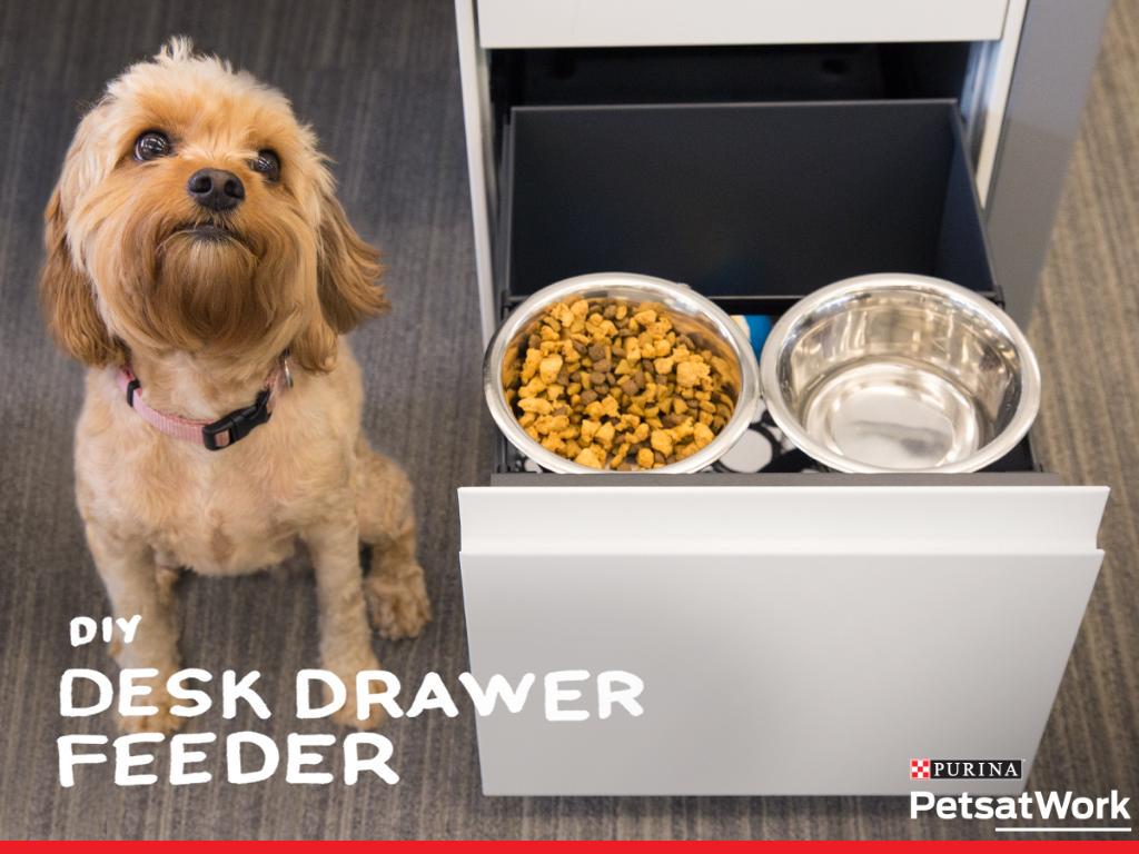 Purina's tweet photo. See the steps for this #DIY Desk Drawer Feeder for your #PetsAtWork here: http://t.co/JYwsOr2p9Y #PetLifeHack http://t.co/4eV6eW9ebh