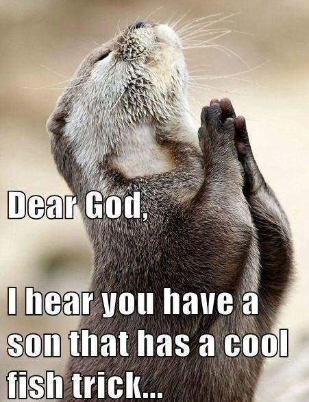 petenaotg's tweet photo. If animals could pray... http://t.co/eCQl3lQYIO