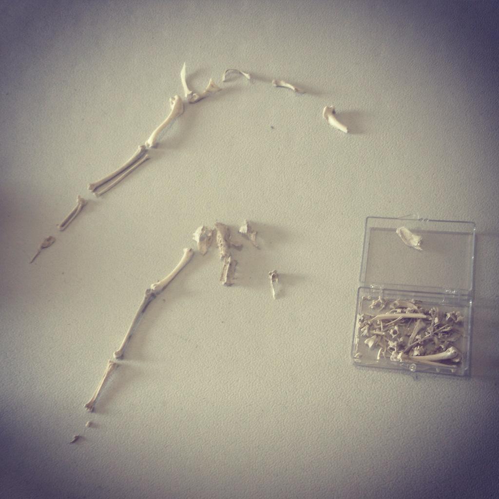 Embedded image permalink