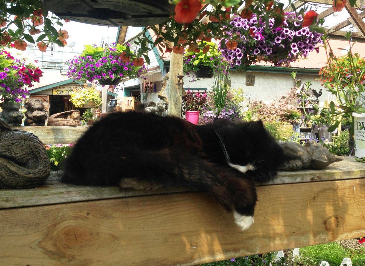 Nap time!! #cat #steveston #garden