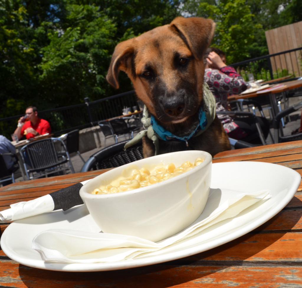 Terracafewv's tweet photo. Canines and humans alike lust over our award winning Mac and Cheese! http://t.co/KakmqL35zB
