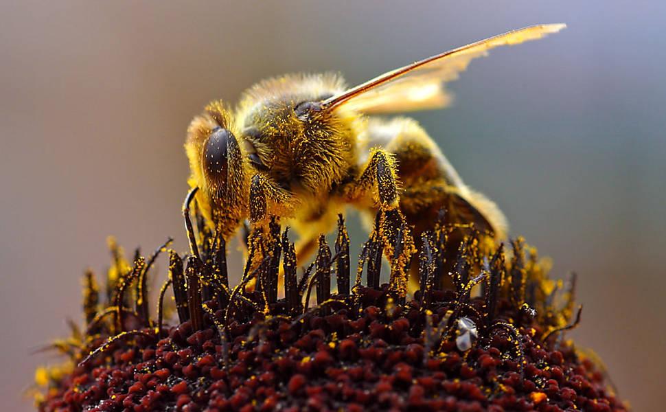 folha's tweet photo. Cientistas treinam abelhas para detectar drogas http://t.co/dzv405zlme http://t.co/VU3qs4K95G