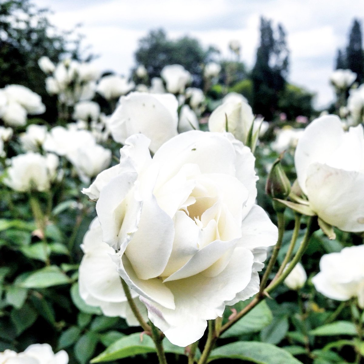 PerfumedDandy's tweet image. Pure white Regent&apos;s Park roses. The most adorable blooms were across the way &amp;amp; smelt just like... honeyed grapefruit
