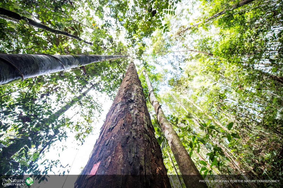 nature_org's tweet photo. Why the next big #climate meeting will be more than just a "climate show" http://t.co/YDDMZxp1cW via @LiveScience http://t.co/rBOkpLa6hW
