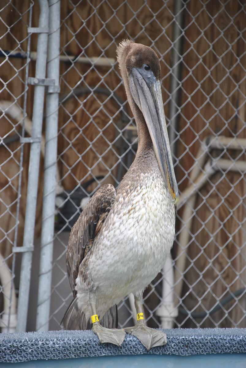 Announcing a $7k #donation to <a href="/IntBirdRescue/">International Bird Rescue</a> 4 the care of injured wildlife resulting frm #refugiooilspill