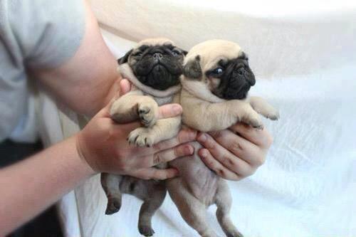 ajfrogg's tweet photo. Congrats people who r following me you get a free pug 😍😀 so not illegal http://t.co/VKmzat1vdg