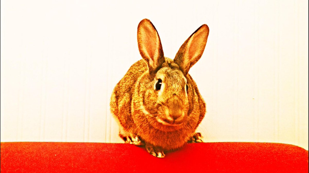 #BonBon here at PV wants to know your silly (or interesting) #questions. Why dont you help this wee guy out?