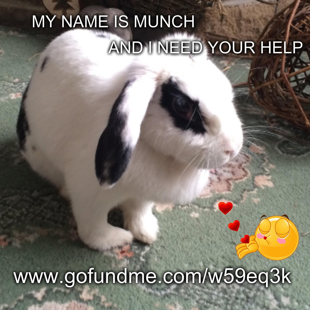 The_Animal_Team's tweet photo. http://t.co/j09YGocT3q @MunchsPage please #donate #savemunch #rescuerabbit #rt #ty http://t.co/joMrLoptD9