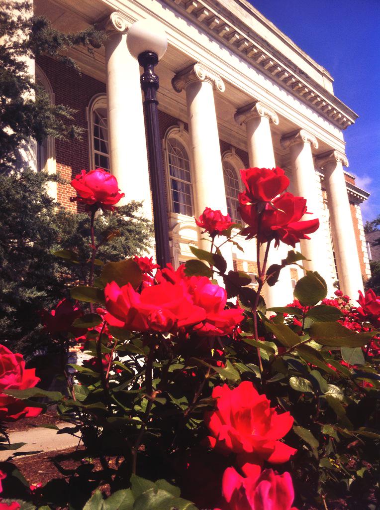 LillyLibDuke tweet picture