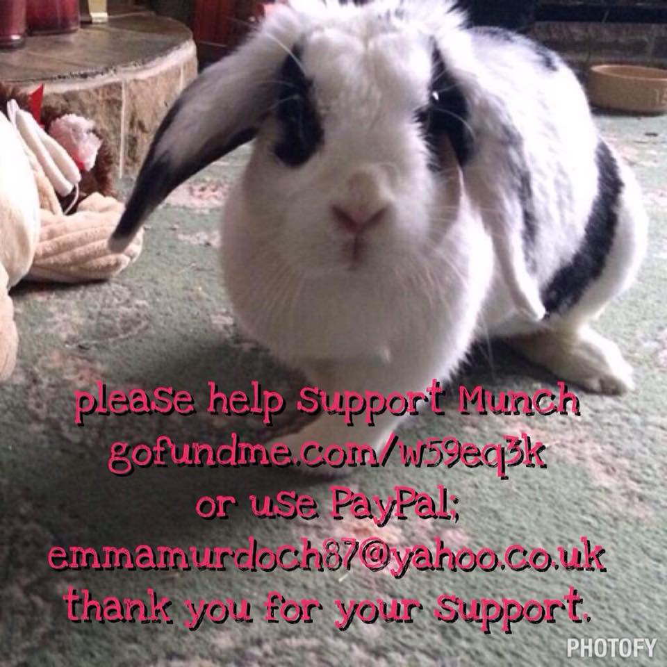 The_Animal_Team's tweet photo. http://t.co/QlpP0CrDKb @MunchsPage please #donate #savemunch #rescuerabbit #rt #ty #help #Rabbits http://t.co/eRB9fx8Nwm
