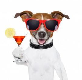 #yappyhour happens every day. Bring your #dog and come have a glass of #wine or #beer ow.ly/i/bs99T