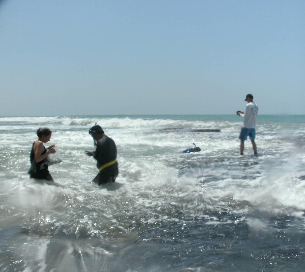 Collecting seaweeds today at Flatrock Beach in Bocas del Toro, <a href="/BocasStation/">Bocas Station</a>