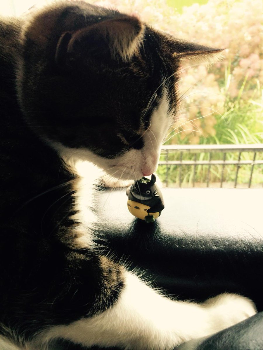 Sarabe3's tweet photo. #wanderingtotoro #japancrate http://t.co/JFmY5MS35n