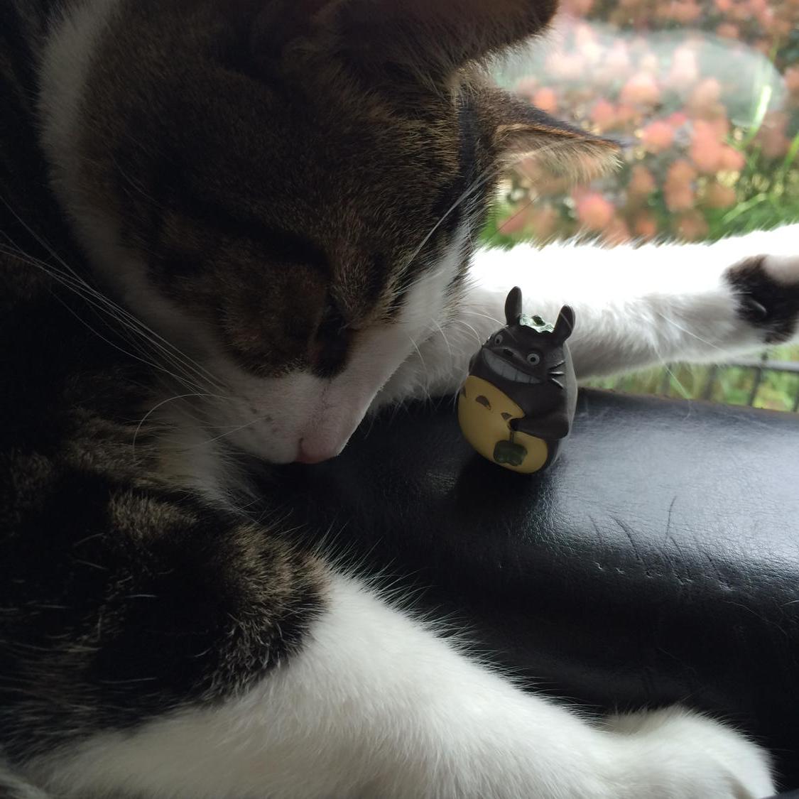 Sarabe3's tweet photo. #wanderingtotoro #japancrate http://t.co/e3ef6uMFX2