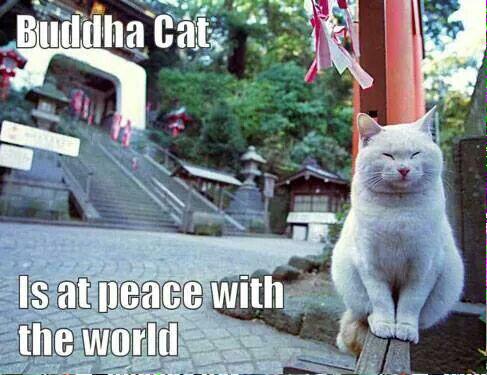 _joshuagarrett's tweet photo. Attempting to embody this lovely creature today... 😌 #GoalsForRealLife #Buddhism #recovery #SingleLife http://t.co/gnPm3dMMIS