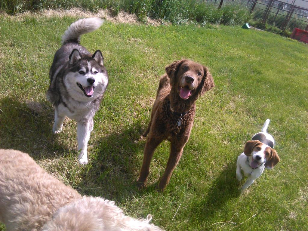 Muk, Ruff &amp; Preston <3 Green Acres