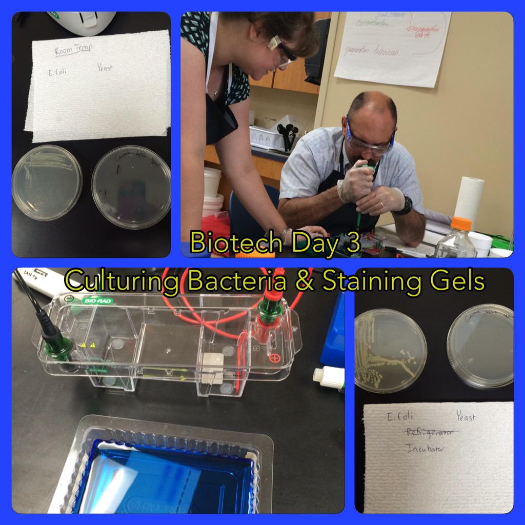 DJR_131's tweet photo. Moving right along with running gels, culturing bacteria, and splicing genes. Glowing bacteria 2morrow! #caseapb2015 http://t.co/VcPYGPUXQS