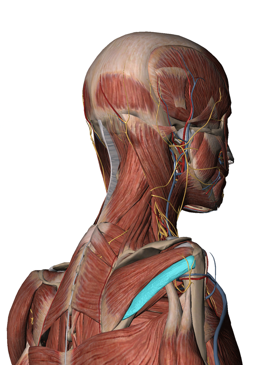 Chiro_PRO's tweet image. You can get a new shoulder with Active Release Techniques :) #crossfit #crossfitproblems