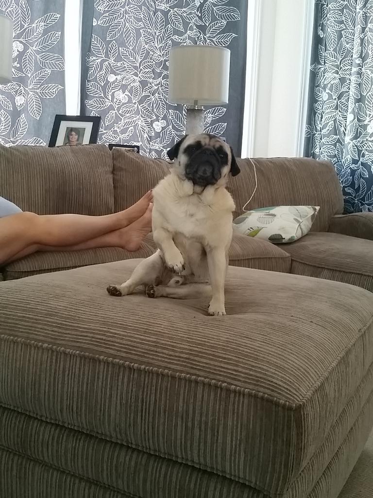 MookiePug's tweet image. #LiveShot of me dancing between questions! #getfunky #pugchat