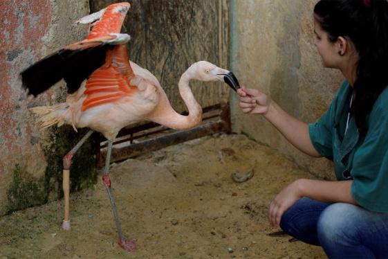 diariopanorama's tweet photo. Flamenco en zoológico de #Brasil recibe una pata artificial http://t.co/D7vnp4ceVX http://t.co/EuRAYAv8Ov
