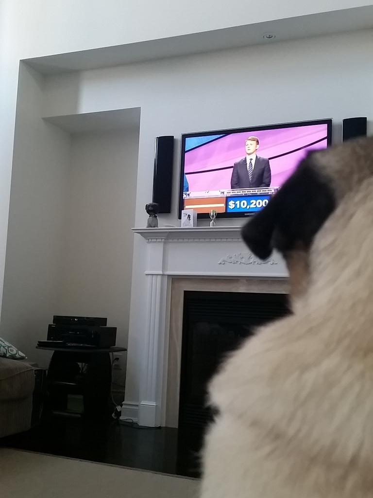 MookiePug's tweet image. Now I'm answering all the questions on Jeopardy. #LiveShot #pugchat