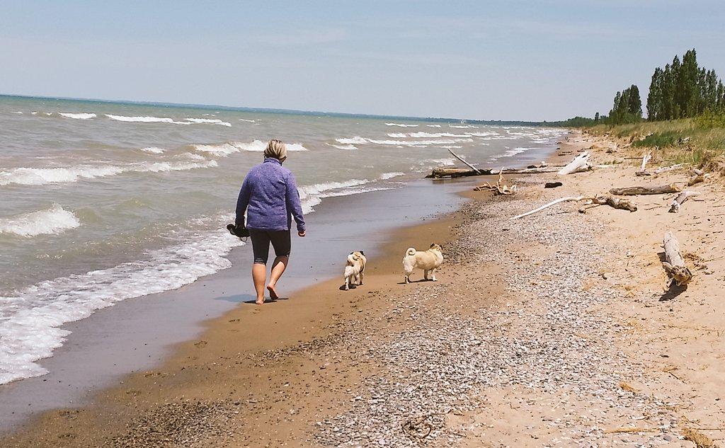 MookiePug's tweet image. A5: we like camping for adventure, especially if there is a beach! #pugchat