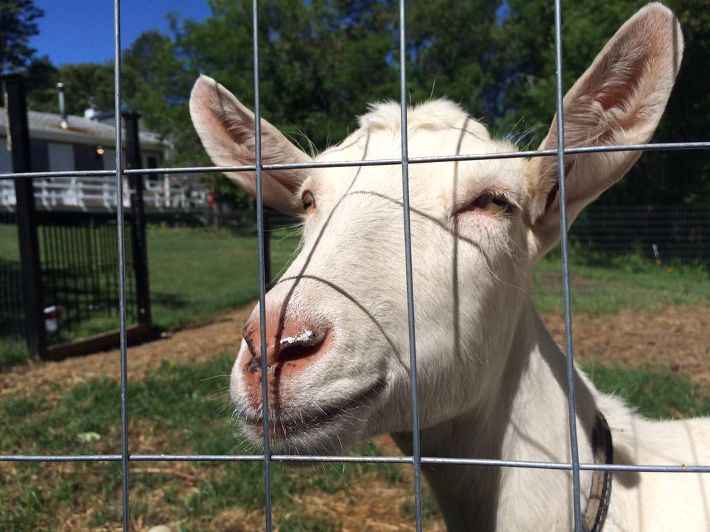 She just couldn't leave well enough alone.. Eventually, we finished painting her home ;-) lambertscoveinn.com
